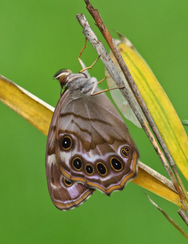 Southern Pearly-Eye recently eclosed